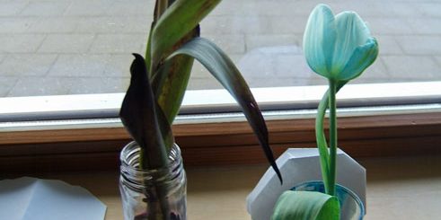 OG Experiment - Bunte Blumen 2013