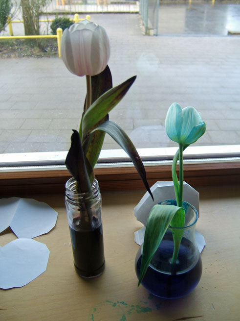 OG Experiment - Bunte Blumen 2013