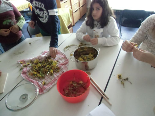 OG Experiment 2014 Löwenzahnhonig - 1