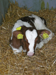 Bauernhof 2014 - 2 Wie 4