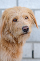 Ella : Schulhund