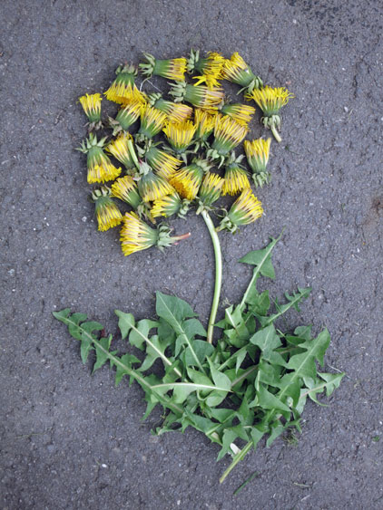 Frühlingsprojekt 2014 - Landart_5